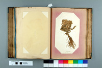 Archived Images\P_numbers\P3001-P3500\P3404.44.jpg; P3404; Flora Artica 1821. 2. 3. & 4.; book, pressed flowers